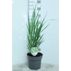 Panicum Virgatum Northwind