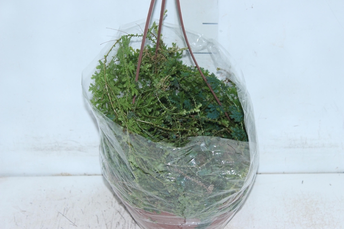 <h4>SAMAMBAIA AZUL C21</h4>