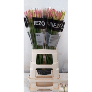 Nerine Bo Vesta K