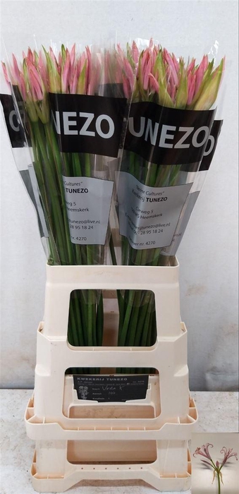 <h4>Nerine Bo Vesta K</h4>