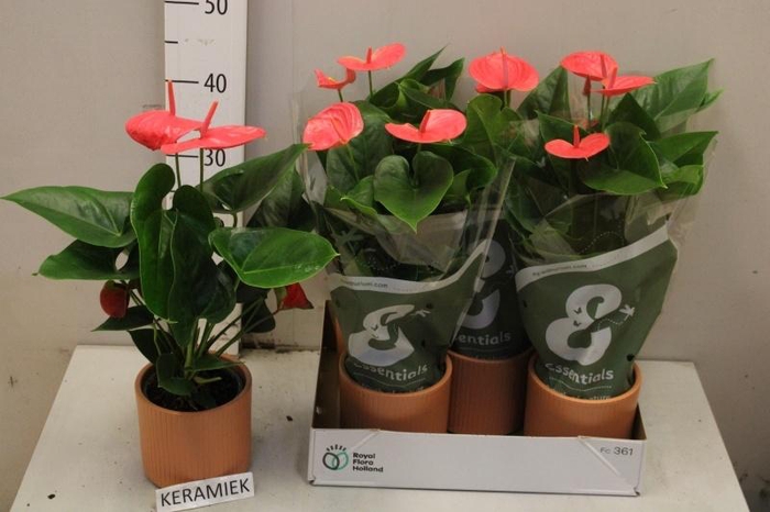 <h4>ARR ANTHURIUM</h4>