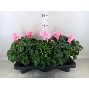 Cyclamen GR 'Mammoth'
