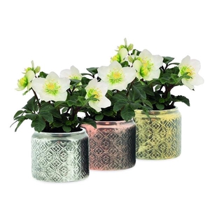 Helleborus niger 'Christmas Carol'
