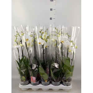 Phalaenopsis   ...white