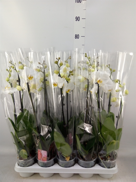 <h4>Phalaenopsis   ...white</h4>