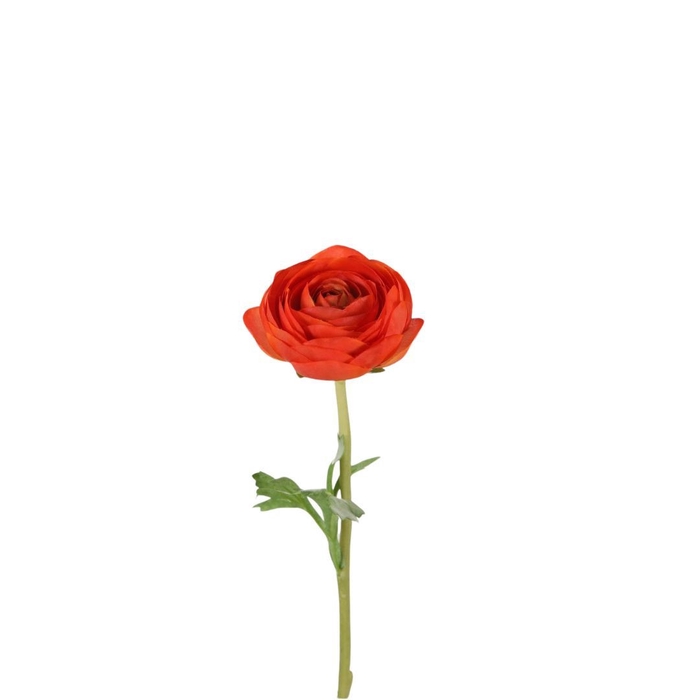 <h4>Ranunculus 35cm</h4>