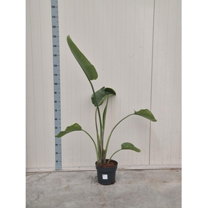 STRELITZIA NICOLAI