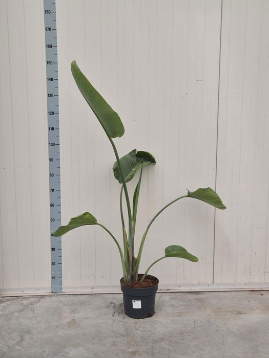 <h4>STRELITZIA NICOLAI</h4>
