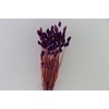 Dried Artz Phalaris Vermeer Bunch