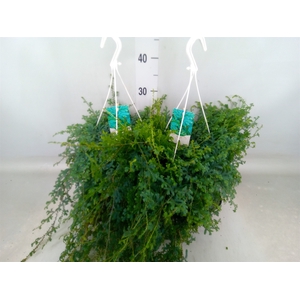Selaginella uncinata 'Peacock'