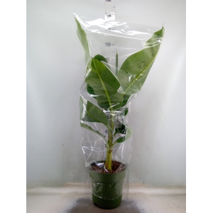 Musa  'Dwarf Cavendish'