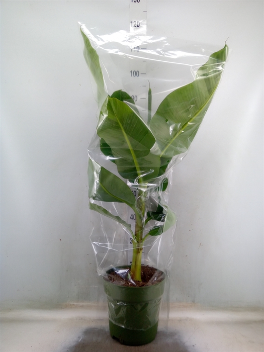 <h4>Musa  'Dwarf Cavendish'</h4>