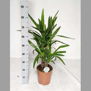 YUCCA