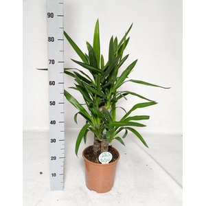 YUCCA
