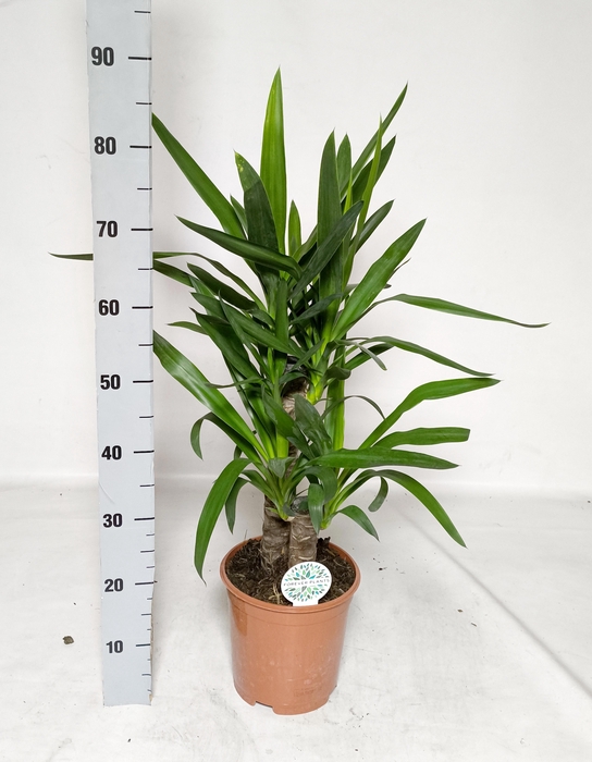 <h4>YUCCA</h4>