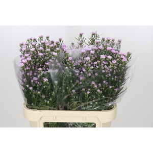 Aster Claudia