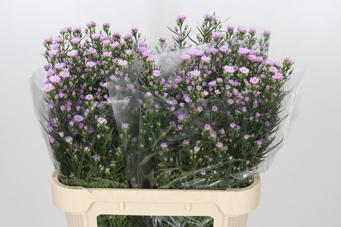 <h4>Aster Claudia</h4>