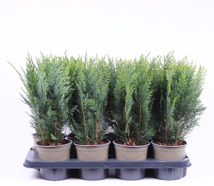<h4>Chamaecyparis lawsoniana 'Columnaris'</h4>