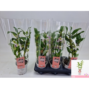 DENDR N S DR PANDORA