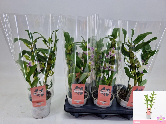 <h4>DENDR N S DR PANDORA</h4>