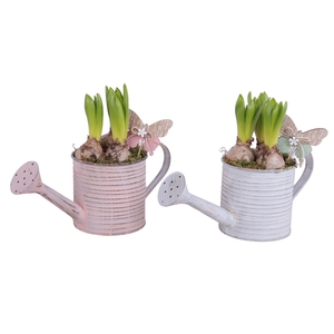 Bulbs Arr. Hyacint Zinc Wateringcan Vintage Ø31cm 3PP