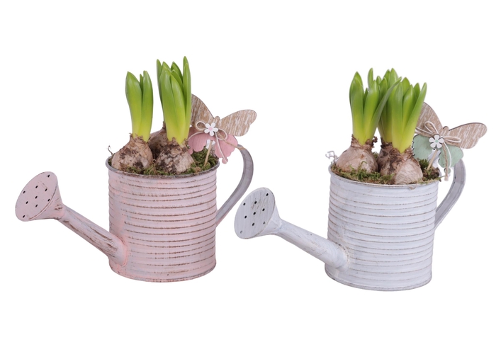 <h4>Bulbs Arr. Hyacint Zinc Wateringcan Vintage Ø31cm 3PP</h4>