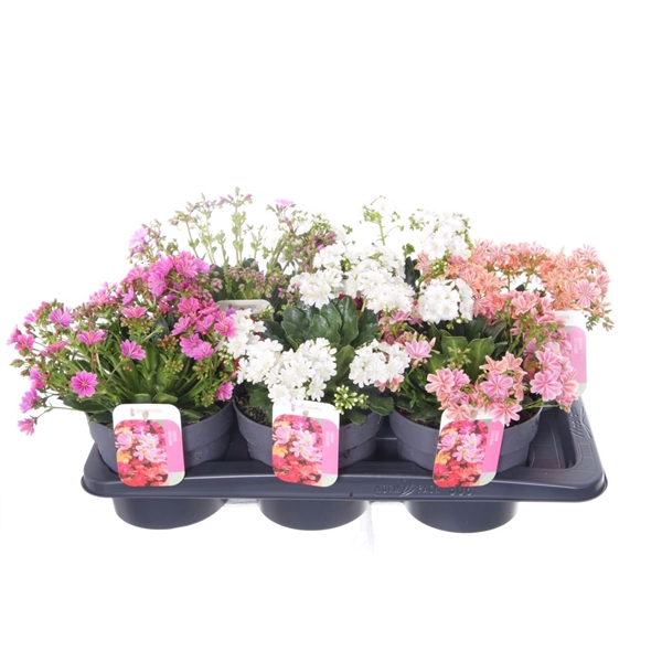 <h4>Lewisia cotyledon</h4>