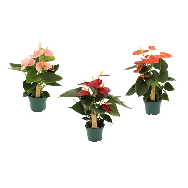 <h4>Anthurium mix 9cm 4 kleuren</h4>