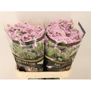 Lim S Sera Sun Birds