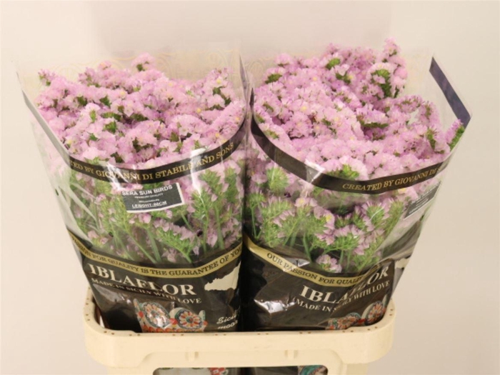 <h4>Lim S Sera Sun Birds</h4>