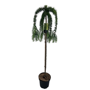 Larix Kaempferi Stiff Weeper Stam 120cm