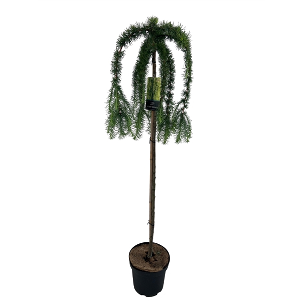 <h4>Larix Kaempferi Stiff Weeper Stam 120cm</h4>