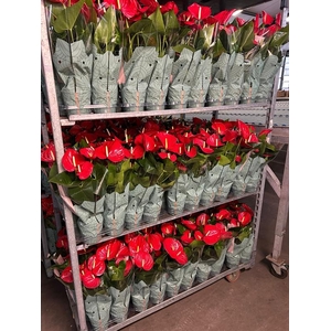 Anthurium Andr. Minnesota