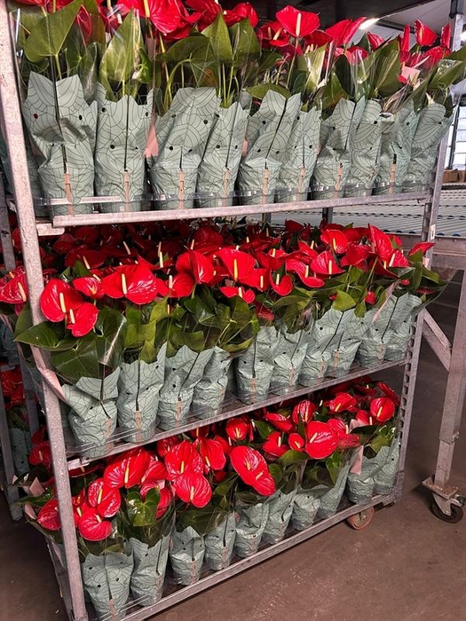<h4>Anthurium Andr. Minnesota</h4>