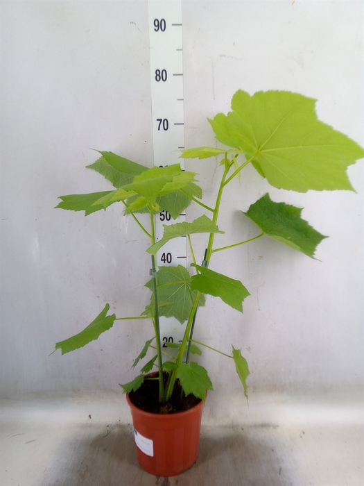 <h4>Sparrmannia africana</h4>