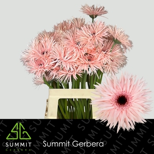 Gerbera Spider Cream Springs Lang Gelijk 56cm Water x40