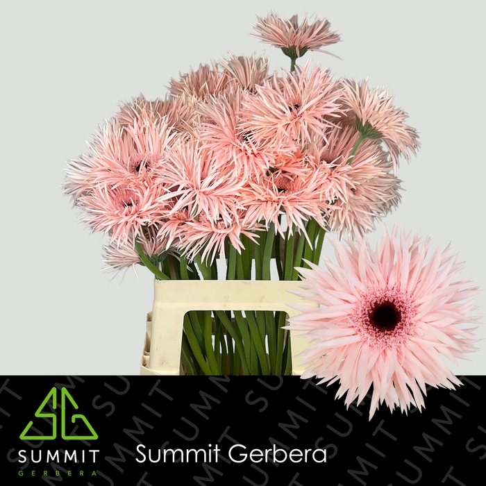 <h4>Gerbera Spider Cream Springs Lang Gelijk 56cm Water x40</h4>
