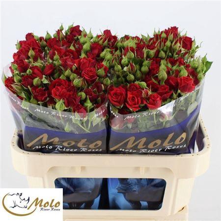 <h4>R Tr Mirabel</h4>