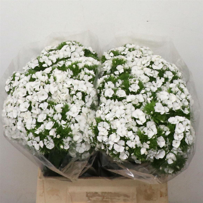 <h4>Di Barb White</h4>