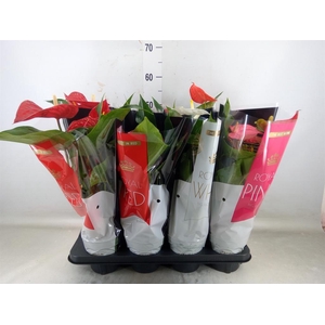 Anthurium   ...mix