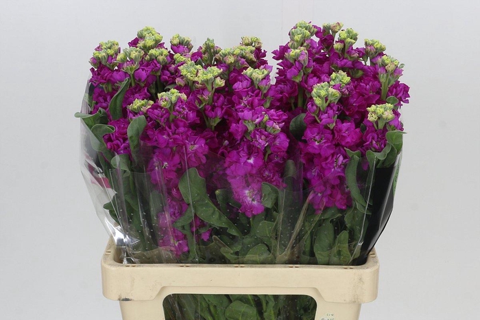 <h4>Matthiola Iron Rose</h4>