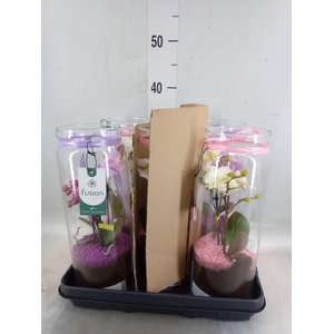 Arr.  Phalaenopsis  H%