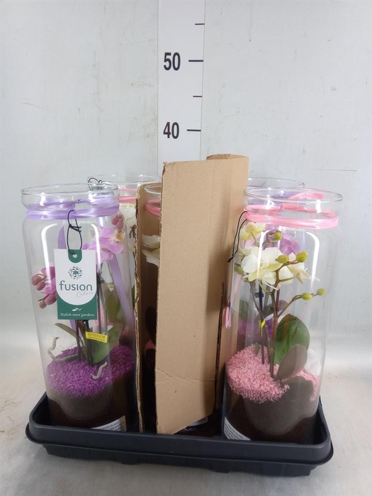 <h4>Arr.  Phalaenopsis  H%</h4>