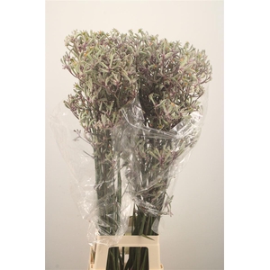 Anigozanthos Lilac Queen