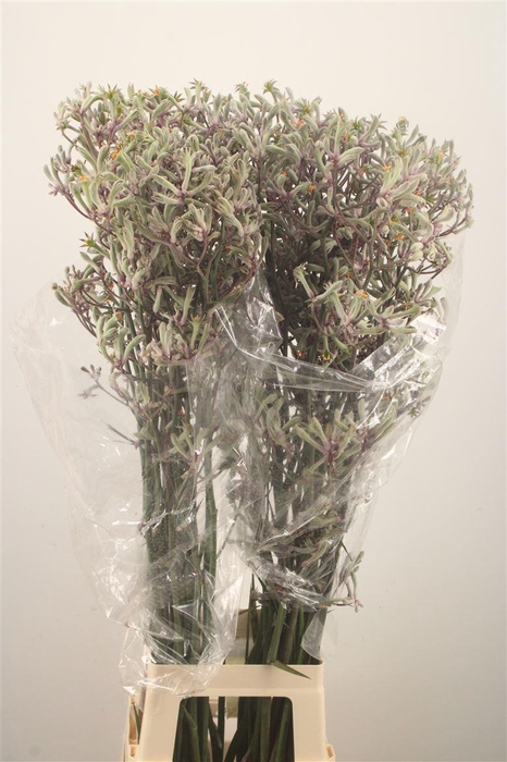 <h4>Anigozanthos Lilac Queen</h4>