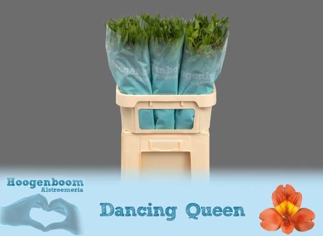<h4>ALSTR DANCING QUEEN</h4>