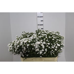 ASTER MARIANA 070 CM