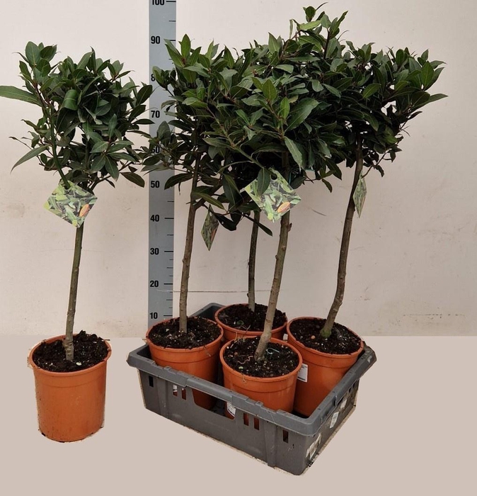 <h4>LAU NOBILIS</h4>