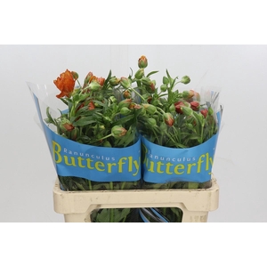 Ranunculus Butterfly Minoan