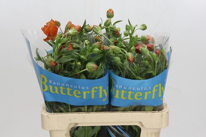 <h4>Ranunculus Butterfly Minoan</h4>